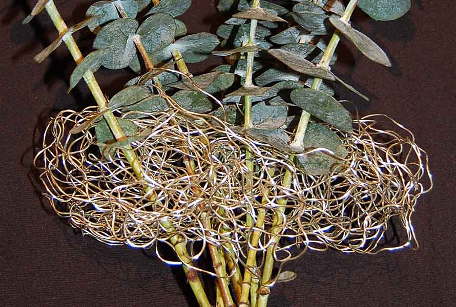 Make Bespoke Bouquets Easier with this (egg-shaped) Novel Mechanic