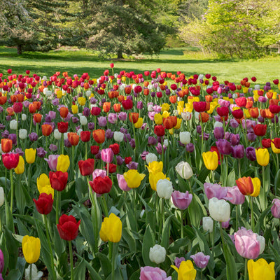 From Blooms to Bouquets with Paul Miller