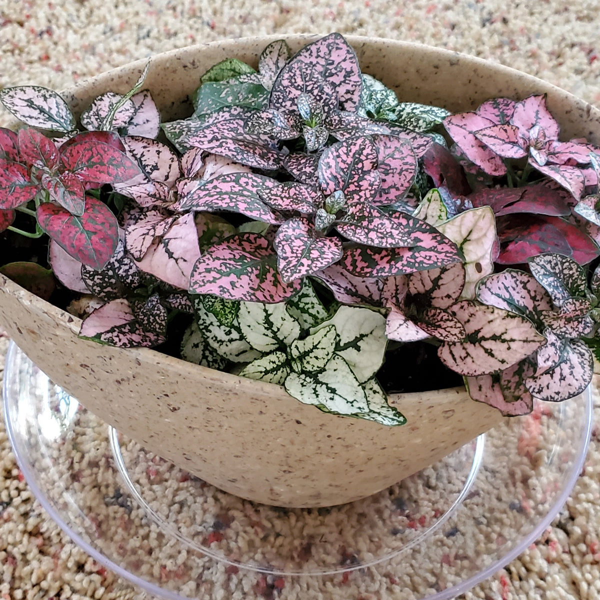 Green Plants – Trendy, Timeless and Taking Root