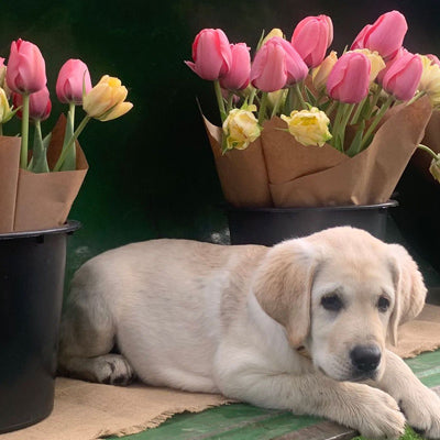 Floral Career Vision 2022 | Will You Be There?