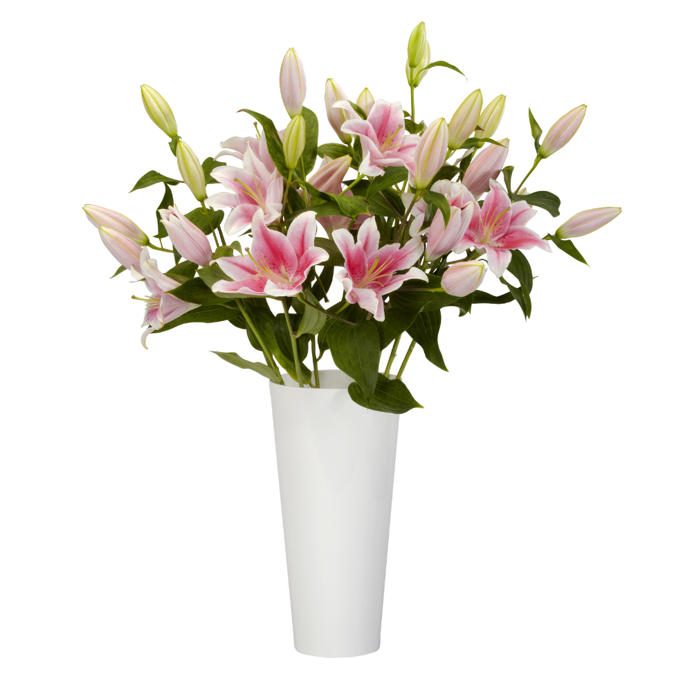 OASIS® Display Buckets